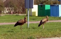 Liūdnojo vaizdo riteriai - riebalais išsitepę gandrai